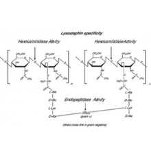 Лизостафин из Staphylococcus staphylolyticusBioUltra, 97% (SDS-PAGE), белок 40-60% В биурете, 2000 Единиц / мг белка Sigma L4402