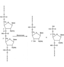 Бензоназа Нуклеаза 250 Единиц / мкл, 90% (SDS-PAGE), рекомбинантная, экспрессируется в E. coli, забуференный водный раствор глицерина Sigma E1014