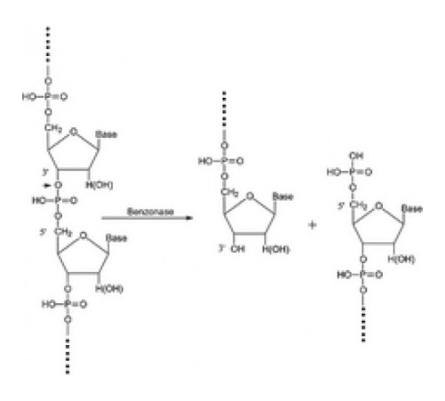 Бензоназа Нуклеаза 250 Единиц / мкл, 90% (SDS-PAGE), рекомбинантная, экспрессируется в E. coli, забуференный водный раствор глицерина Sigma E1014