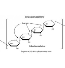 -ксилозидаза, термостабильный рекомбинант, экспрессируемый в E. coli, 90% (SDS-PAGE) Sigma X3504