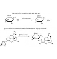 βГлюкуронидаза из бычьей печени Тип B-3, 2000000 Единиц / г твердого вещества Sigma G0376