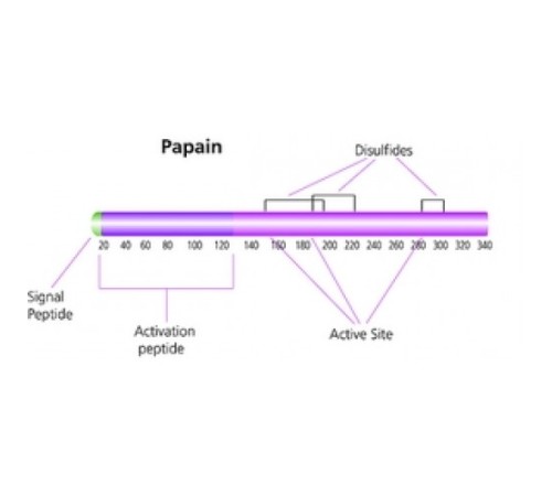Папаин из лиофилизированного порошка латекса папайи, 10 ед / мг белка Sigma P4762