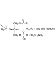 3-sn-Фосфатидилэтаноламин из головного мозга крупного рогатого скота Тип I, 98% (ТСХ), лиофилизированный порошок Sigma P7693