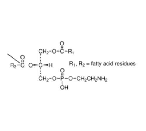 3-sn-Фосфатидилэтаноламин из головного мозга крупного рогатого скота Тип I, 98% (ТСХ), лиофилизированный порошок Sigma P7693