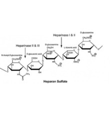 Гепариназа II из Flavobacterium heparinum Лиофилизированный порошок, стабилизированный прим. 25% бычий сывороточный альбумин, лиофилизированный порошок, 100 мкг / мг белка (фермент + BSA) Sigma H6512