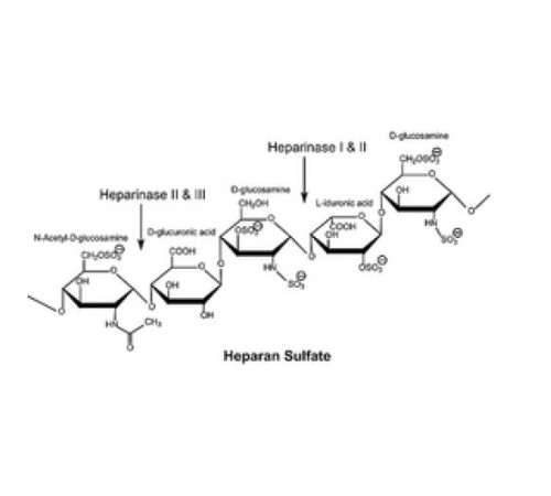 Гепариназа II из Flavobacterium heparinum Лиофилизированный порошок, стабилизированный прим. 25% бычий сывороточный альбумин, лиофилизированный порошок, 100 мкг / мг белка (фермент + BSA) Sigma H6512