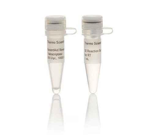 Транскриптаза обратная RevertAid, 200 ед/мкл., Thermo FS Транскриптаза обратная RevertAid, 200 ед/мкл., Thermo FS